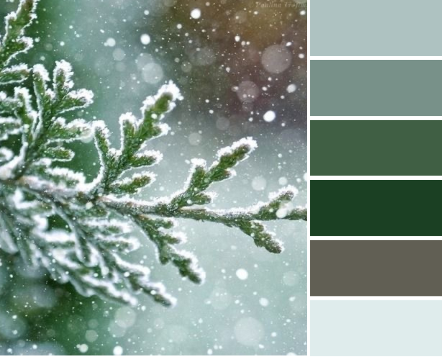 Winter Pines - Dyed to Order - Sweet Pea & Sparrow Hand Dyed Yarns