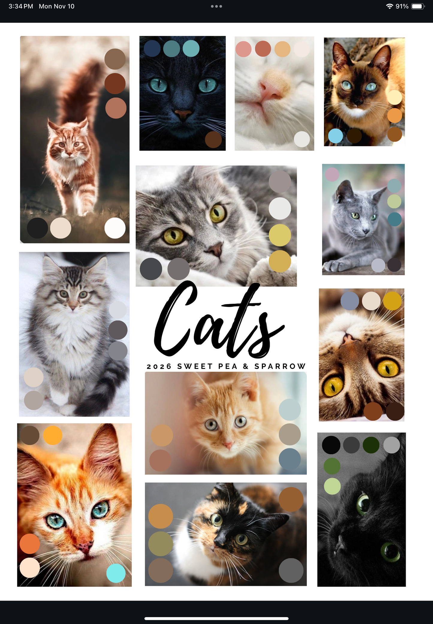 Subscription Cat Club 2026 - Sock Sets