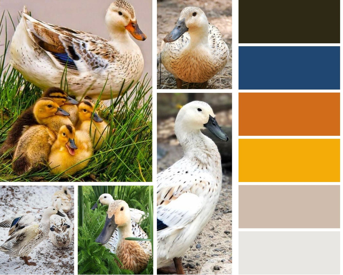 July - Duck Duck - Livestock Monthly Single Skein