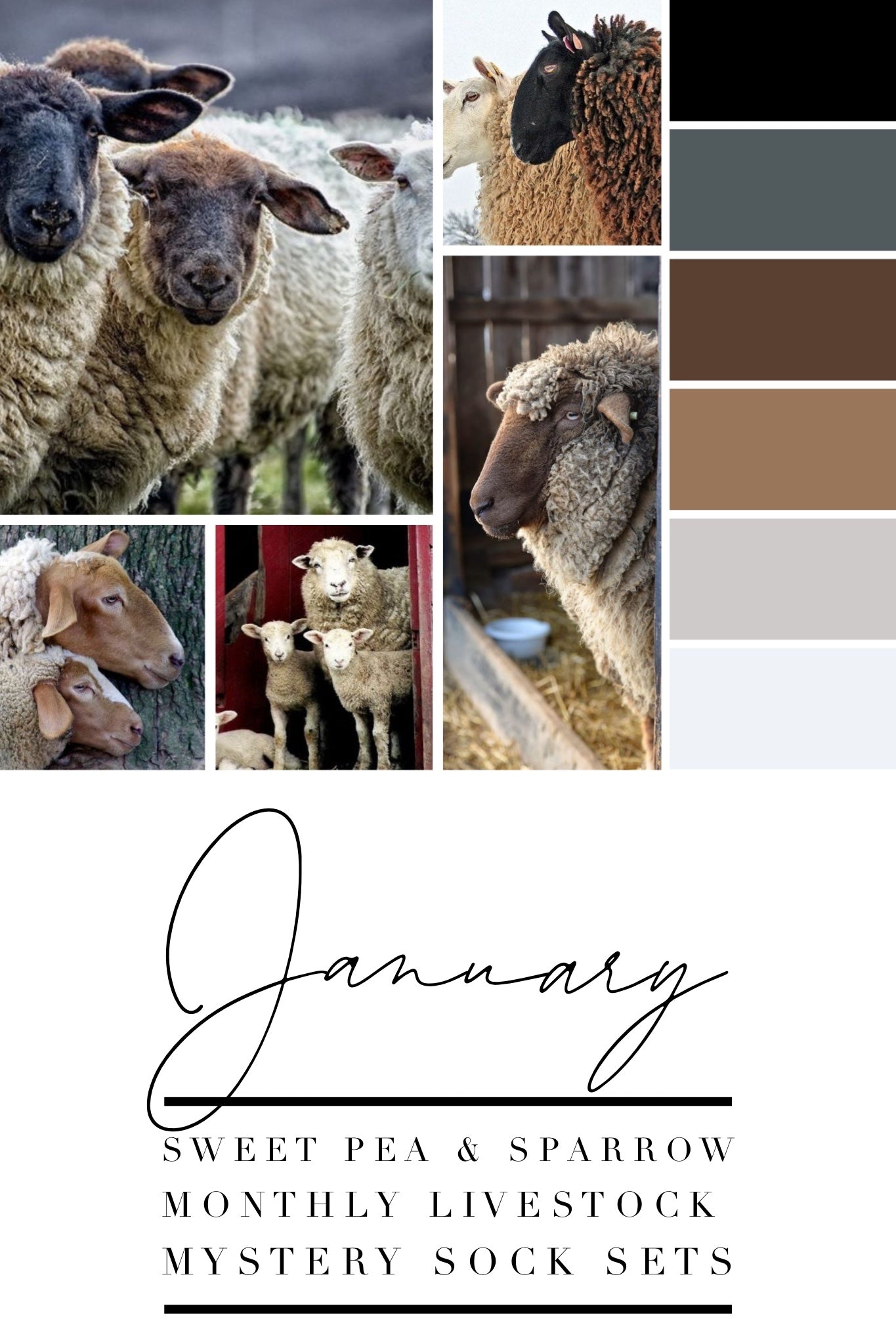 Raw Wool with Black Sheep - Livestock Sock Set - Dyed to Order - Sweet Pea & Sparrow Hand Dyed Yarns