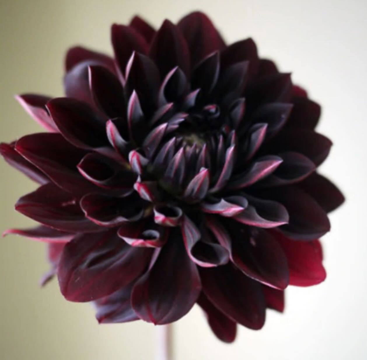 Black Dahlia - Sweet Pea & Sparrow - Dyed to Order