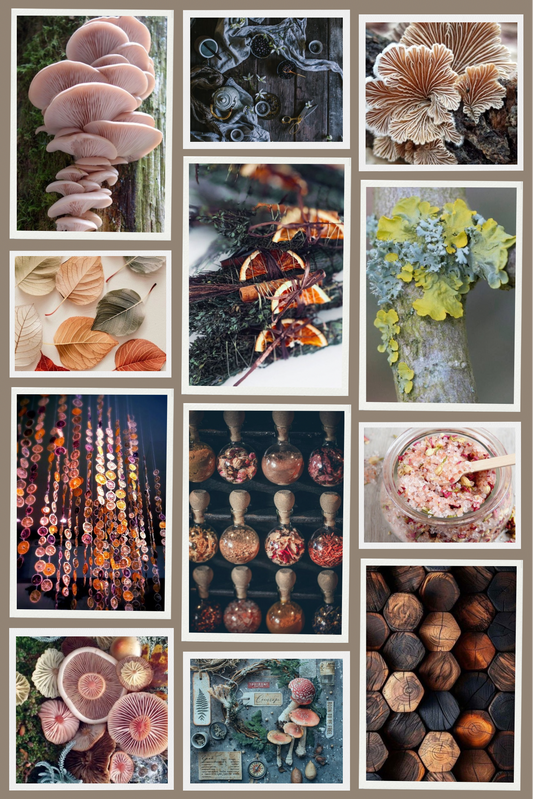 Subscription only- Forage and Fibers Sock Sets