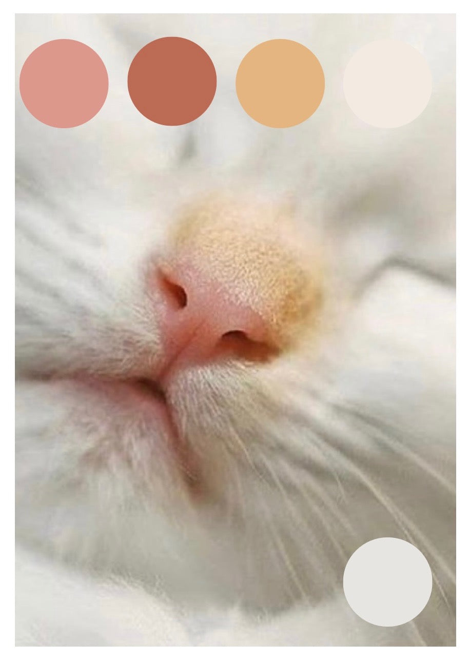 Cat Nap-  Dyed to Order - Sweet Pea & Sparrow Hand Dyed Yarns - March Cat Club