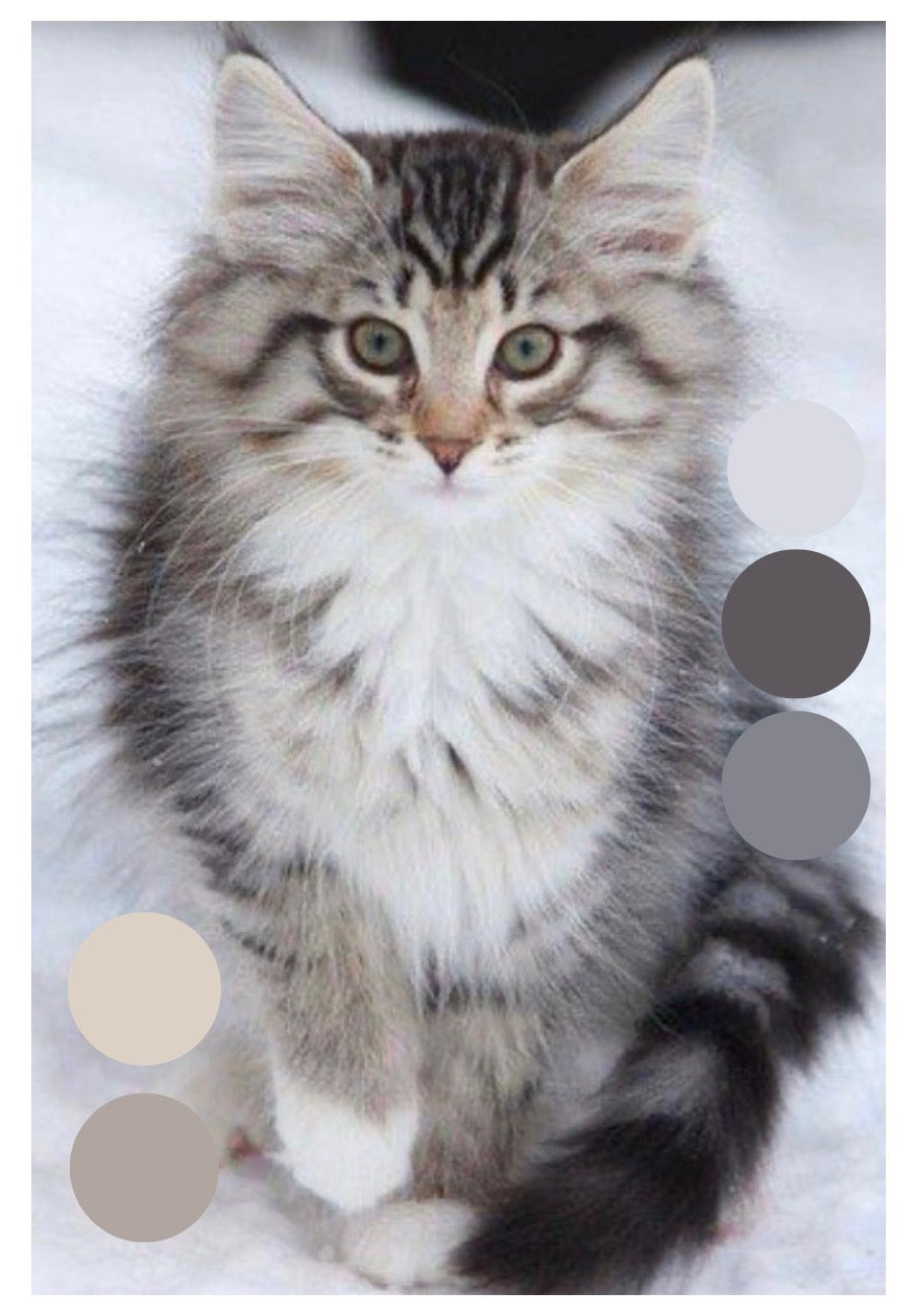 A Cat Named Mouse-  Dyed to Order - Sweet Pea & Sparrow Hand Dyed Yarns - January Cat Club