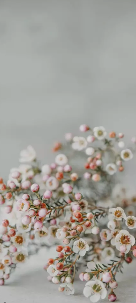 Pre-order- 2026 "Shared Happiness" Advent Collection- Sweet Pea & Sparrow